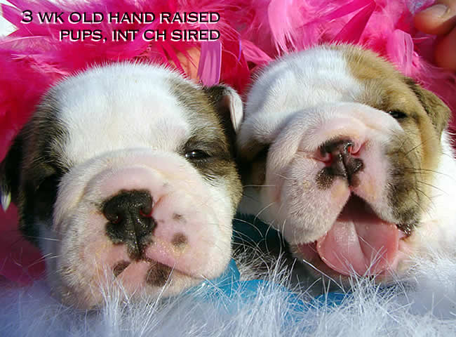 English Bulldog puppies